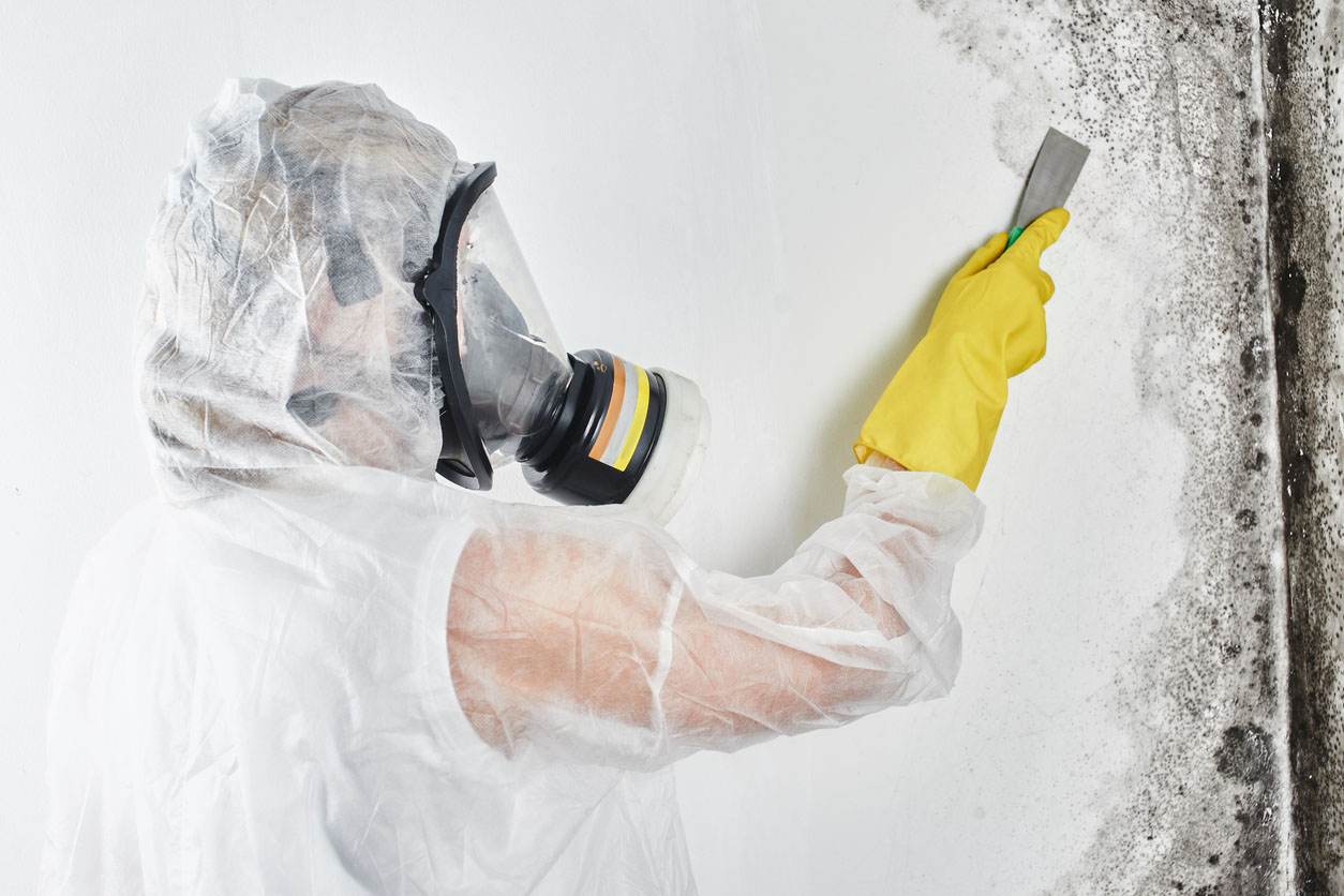 Does Homeowners Insurance Cover Mold Hire a Professional