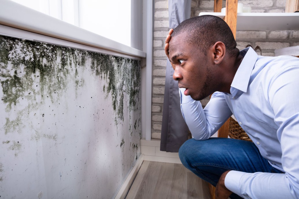Does Homeowners Insurance Cover Mold? Solved! Bob Vila