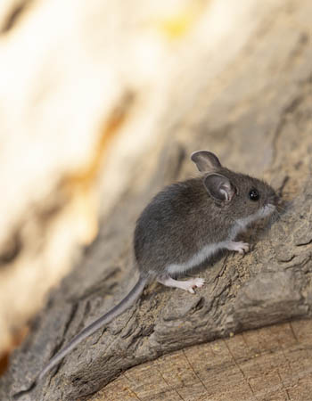 House Mouse vs. Deer Mouse Different Tails