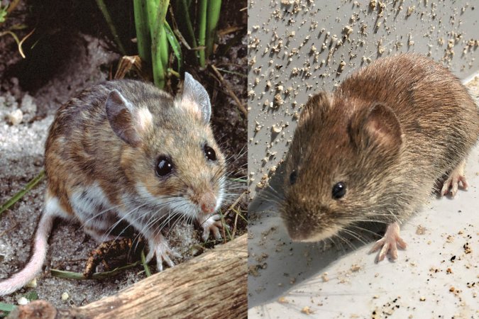 House Mouse vs. Deer Mouse