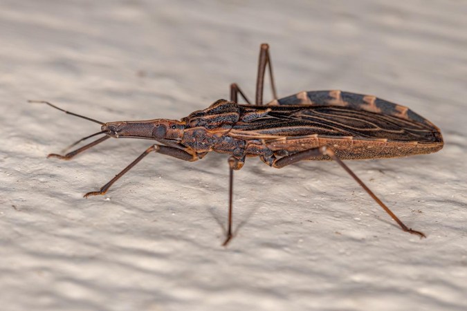 How to Get Rid of Kissing Bugs