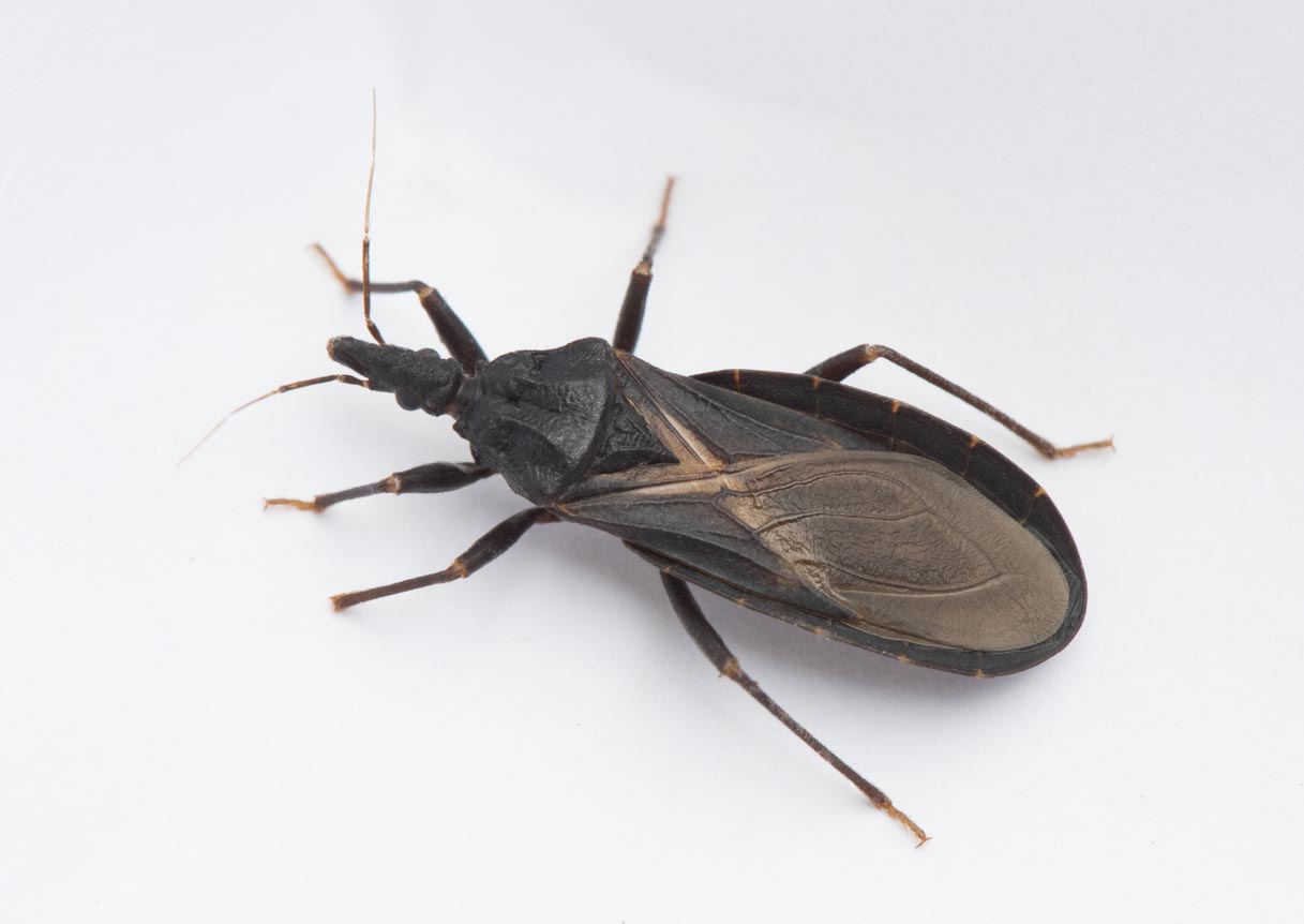 How To Get Rid of Kissing Bugs