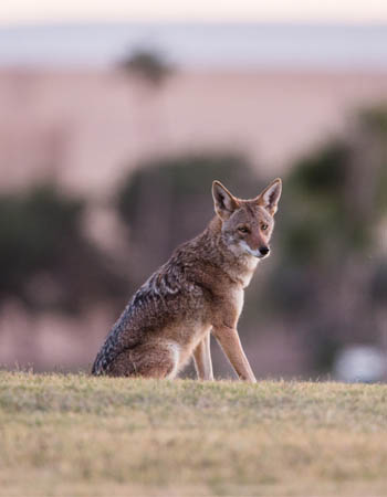 How to Get Rid of Coyotes Before You Begin