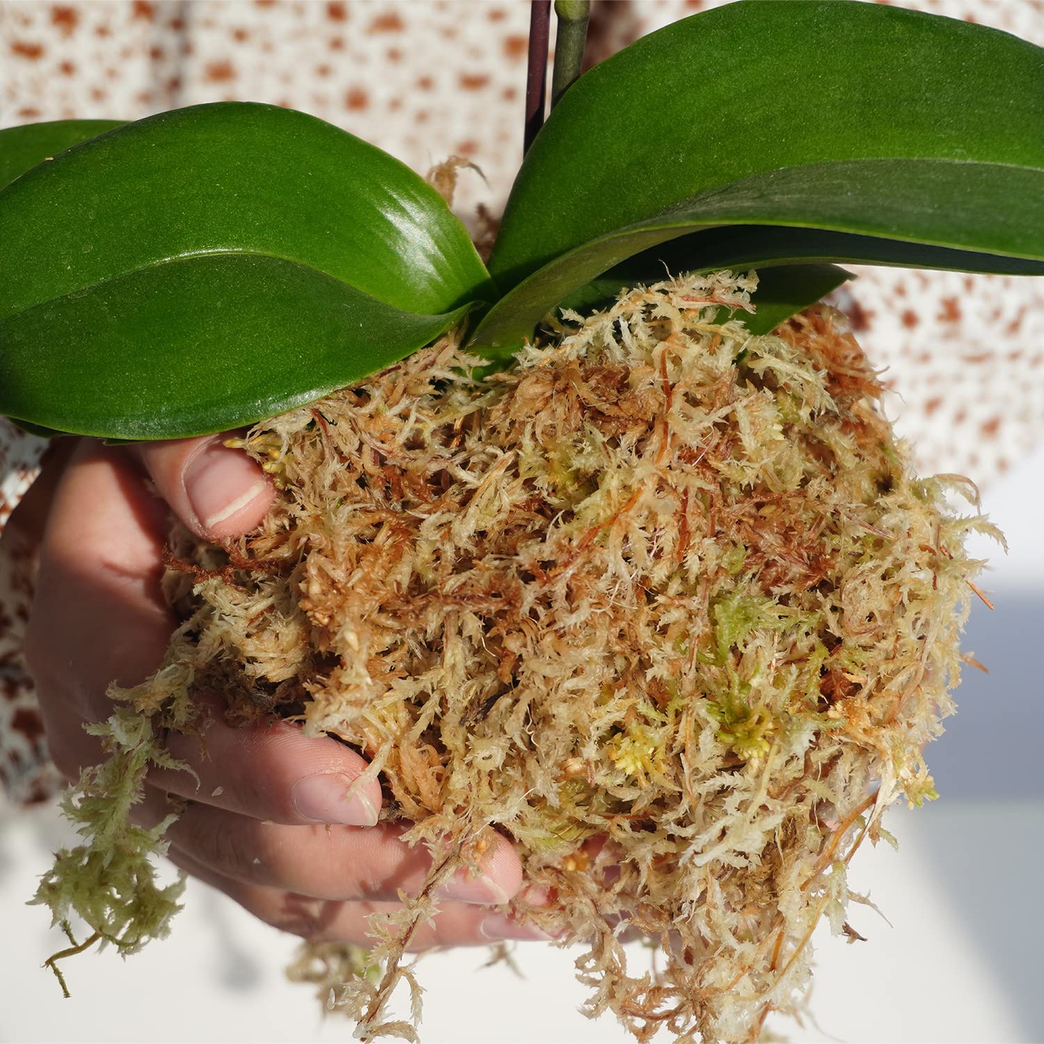Kapecute Sphagnum Moss