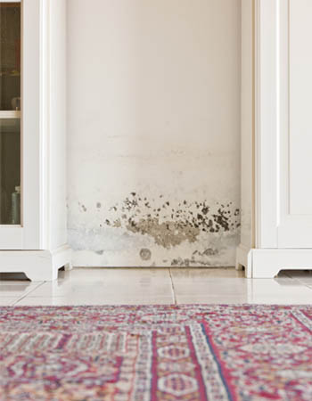 Paint Over Mold Will Not Destroy Mold
