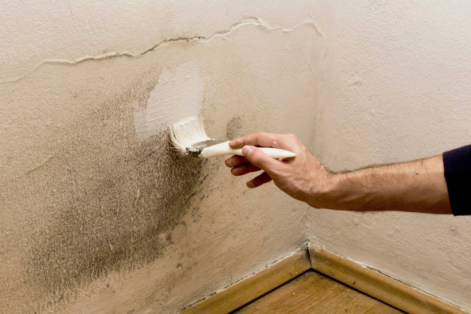 Solved! Can You Paint Over Mold?