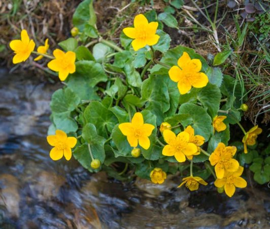 10 Rain Garden Plants That Can Help Reduce Runoff