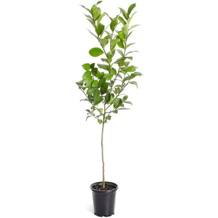  The Best Gifts For Cooks Option: Brighter Blooms - Meyer Lemon Tree