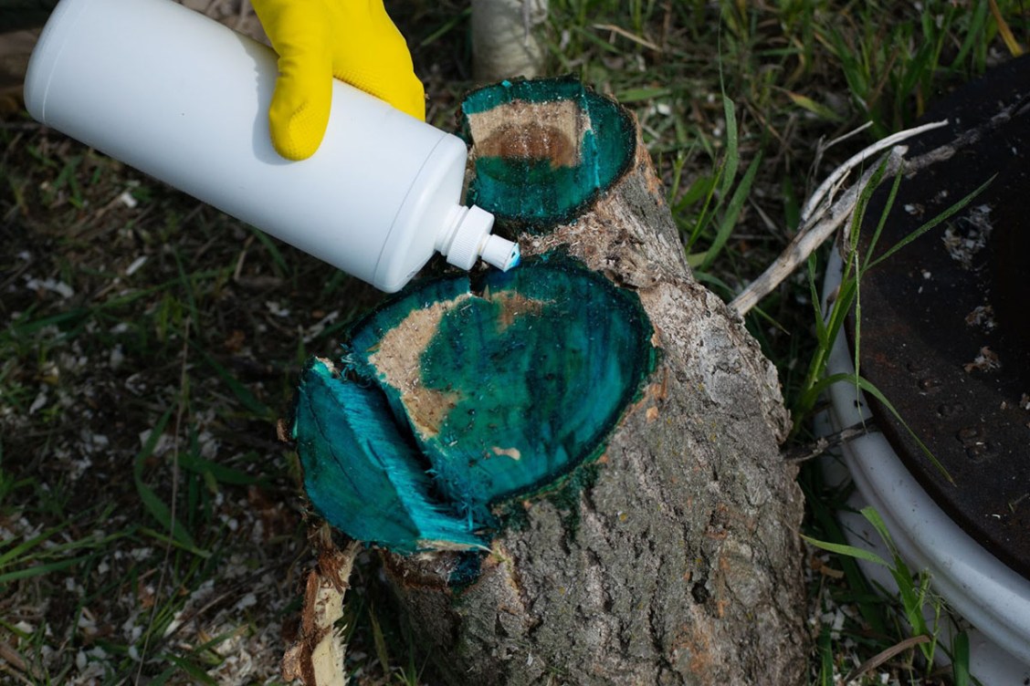 I Used Tordon Herbicide to Kill a Stump—Here's How