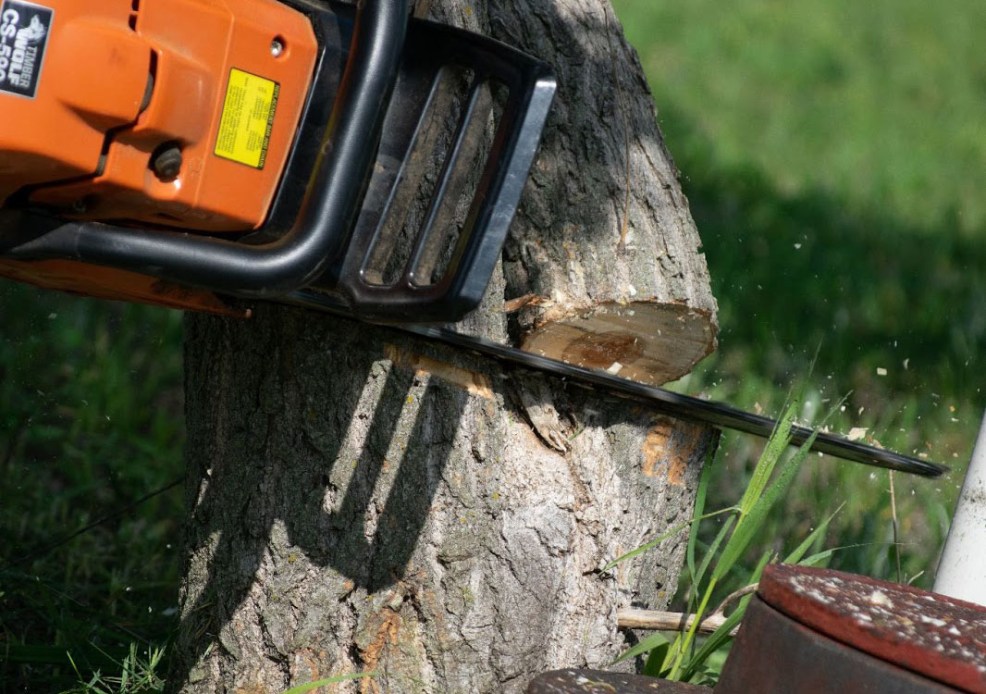 I Used Tordon Herbicide to Kill a Stump—Here