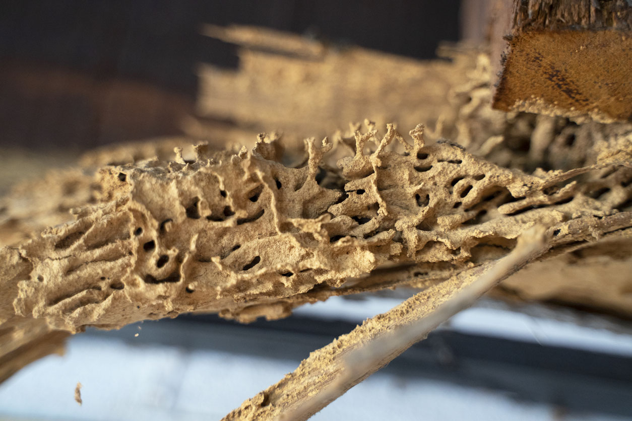 What Do Termites Look Like Termites Eat Wood