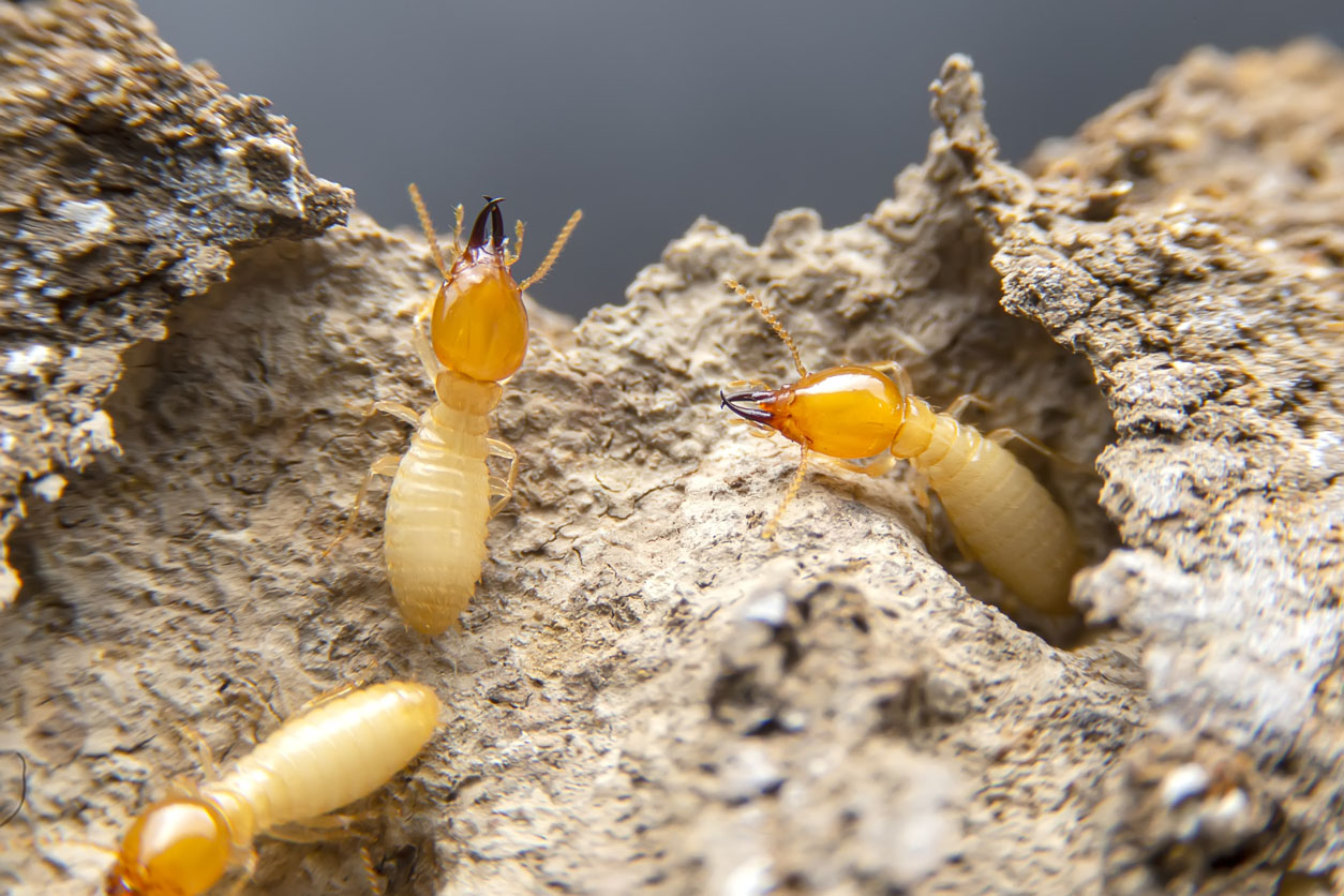 What Do Termites Look Like Three Different Castes