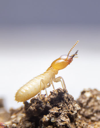 What Do Termites Look Like the Length