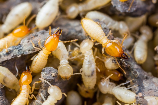 Solved! What Do Termites Look Like?