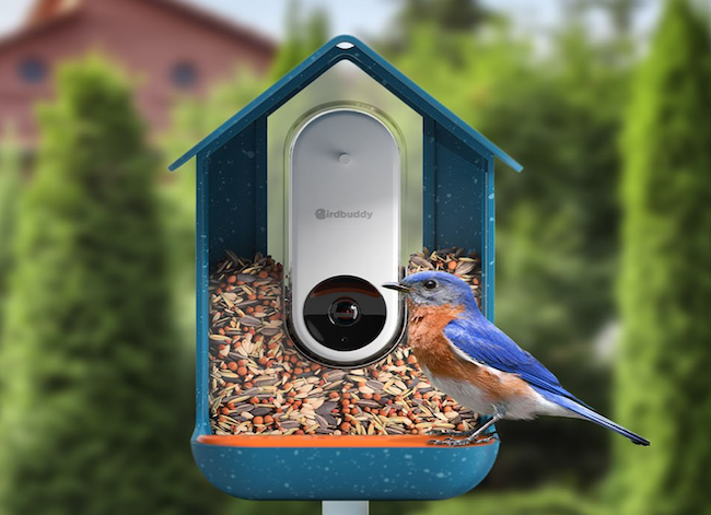 A bird sitting on the bird buddy smart feeder