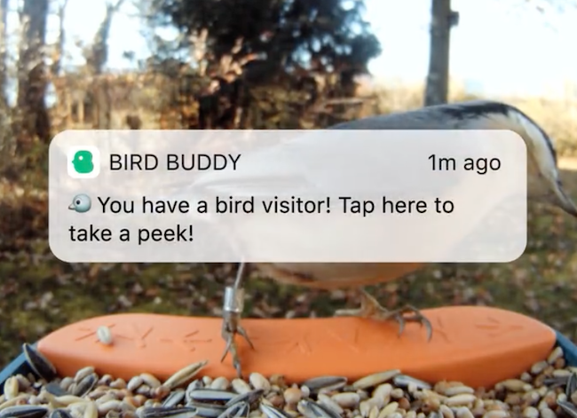 bird buddy bird feeder with camera