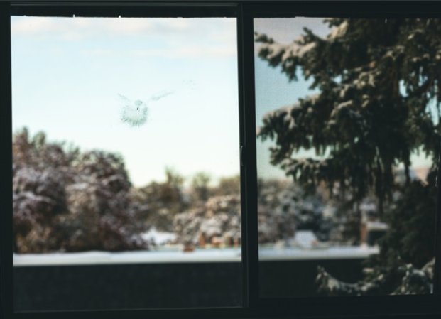 bird hit window left mark