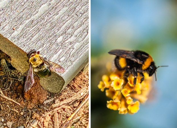 What’s the Difference? Carpenter Bee vs. Bumblebee