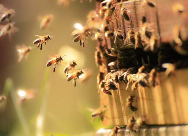 carpenter bee vs bumblebee