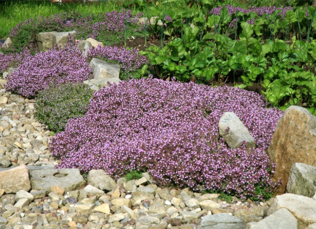 purple creeping thyme lawn with rocks