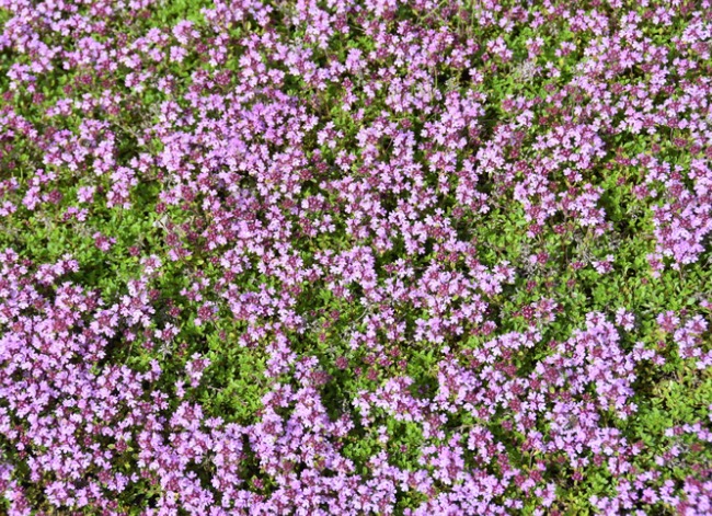creeping thyme lawn flowers