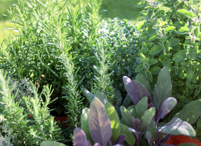 food forest - how to plant a food forest at home