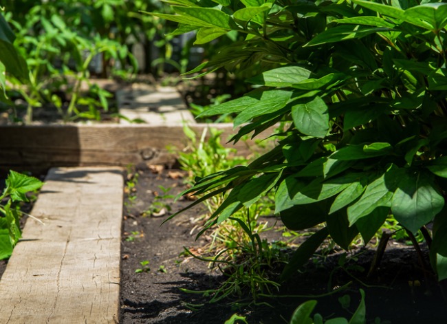 food forest - how to plant a food forest at home