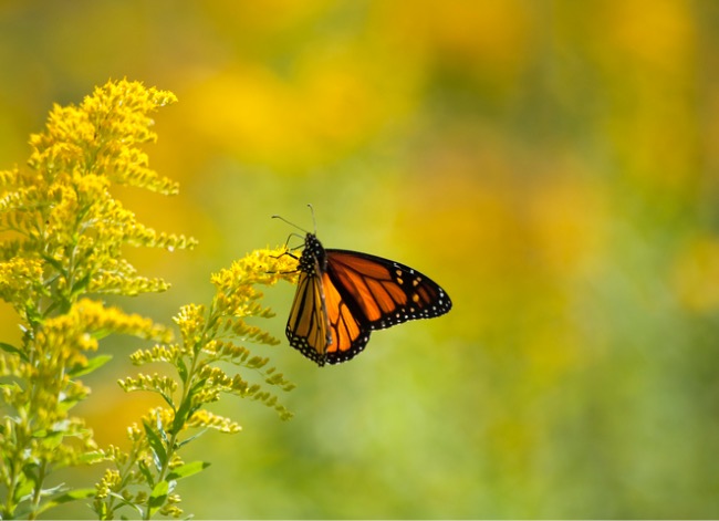 ragweed vs goldenrod for pollinators
