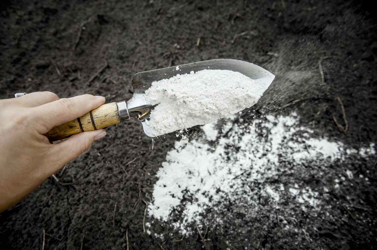 Gardener mixing dolomitic limestone powder in garden soil to change the pH ant to provide more nutrients for plants concept.