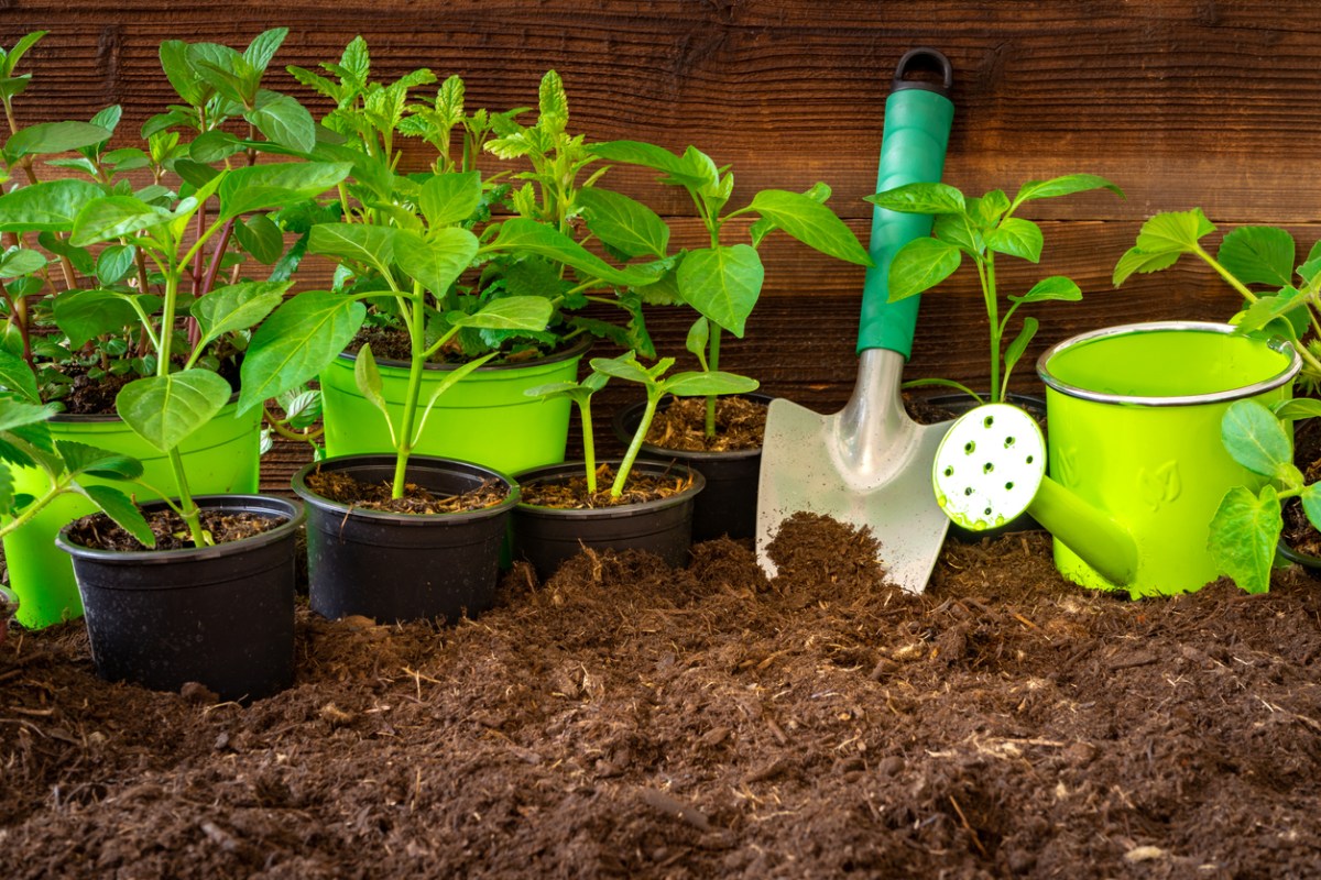 Gardening tools,lavender, rosmary, strawberry plants and seedlings on soil.