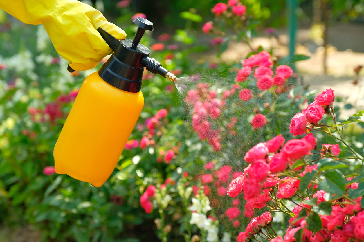 Pest control concept. Garden spray bottle with pesticides spraying on roses flowers.