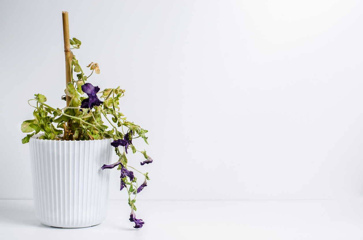 Dead plant in a pot. Petunia. The concept of improper care of houseplants. White background.