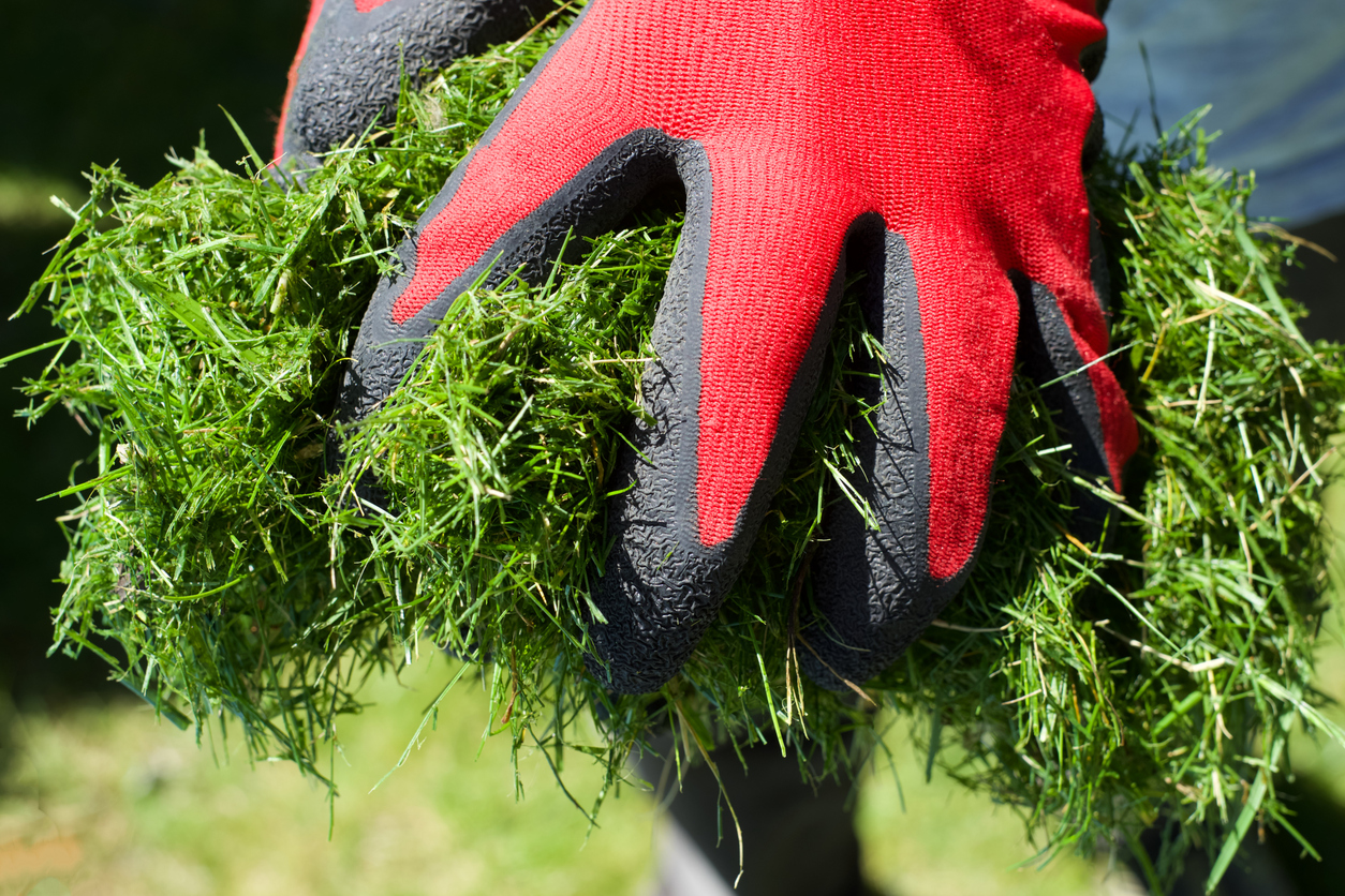 Close-up of male gardener in red and black gloves holding a grass clippings in his yard. Newly trimmed lawn. Garden work concept photo