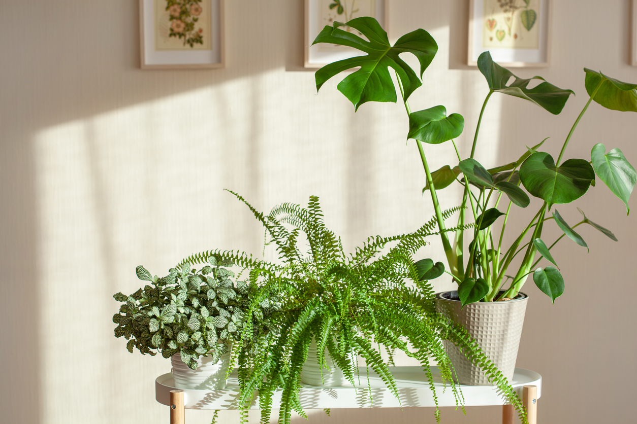 green houseplants fittonia, nephrolepis and monstera in white flowerpots