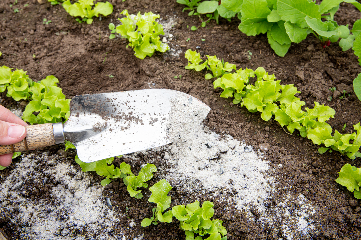 Gardener hand sprinkling wood burn ash from small garden shovel between lettuce herbs for non-toxic organic insect repellent on salad in vegetable garden, dehydrating insects.