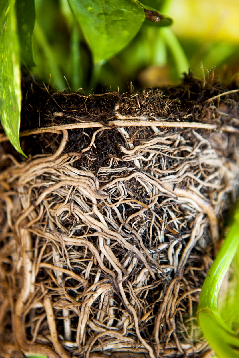 House Plant Roots