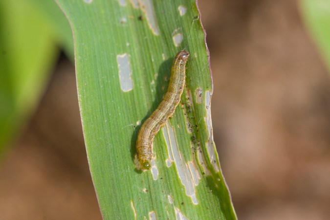How To: Get Rid of Armyworms