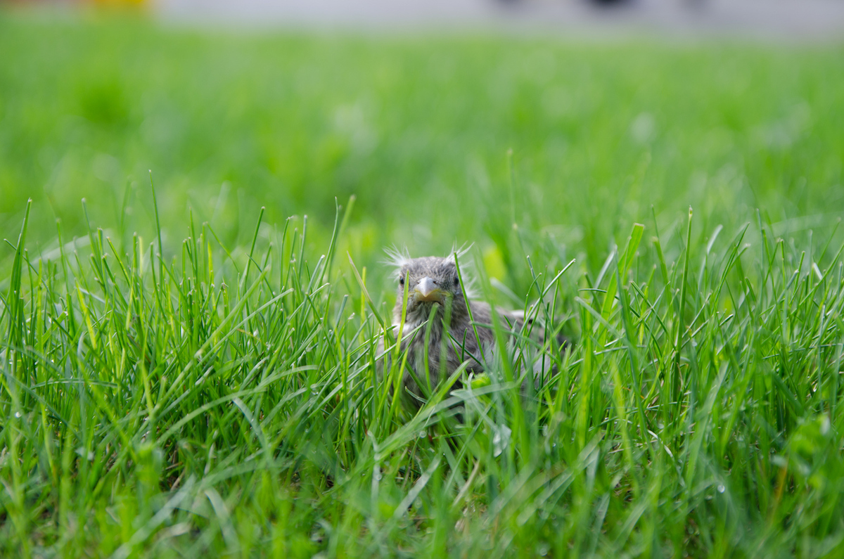 What to Do When a Bird Hits a Window on Your Home