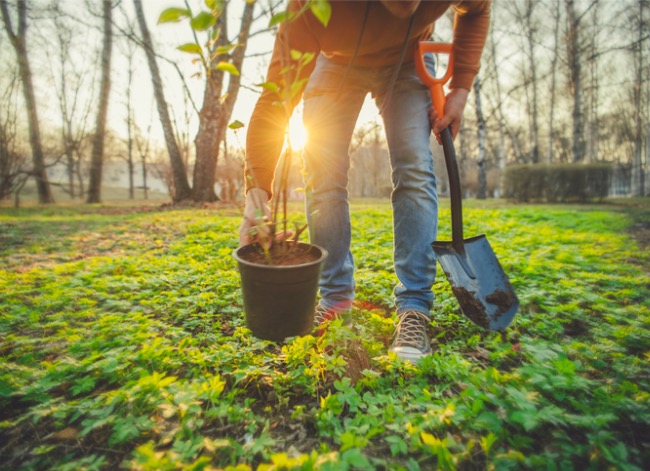 food forest - how to plant a food forest at home