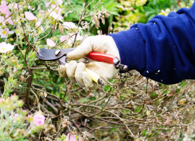 food forest - how to plant a food forest at home