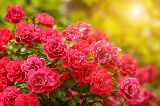 This Is the Best Time to Plant Roses for Stellar Summer Blooms
