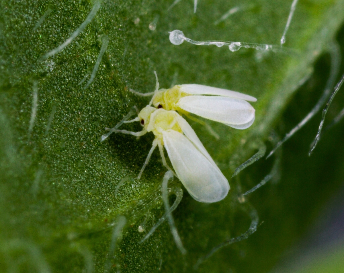 Close up of whiteflies.