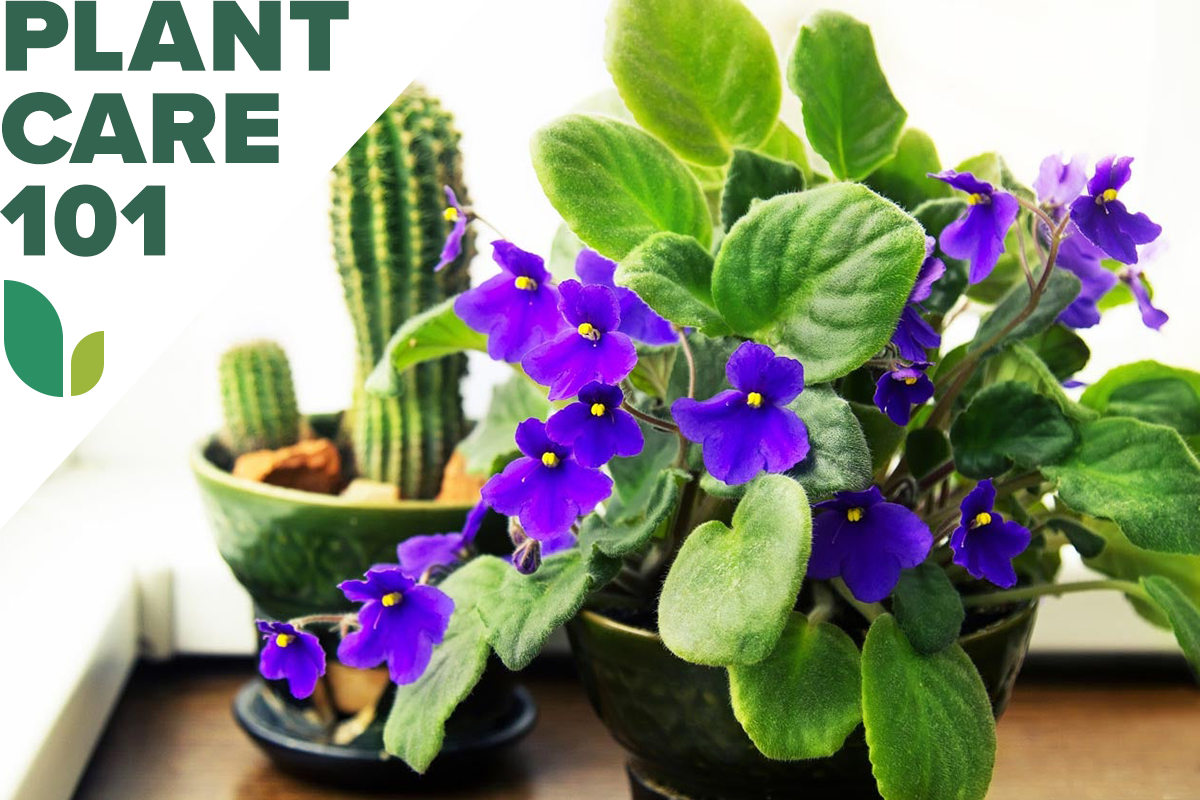 african violet plant care 101 - how to grow african violet indoors