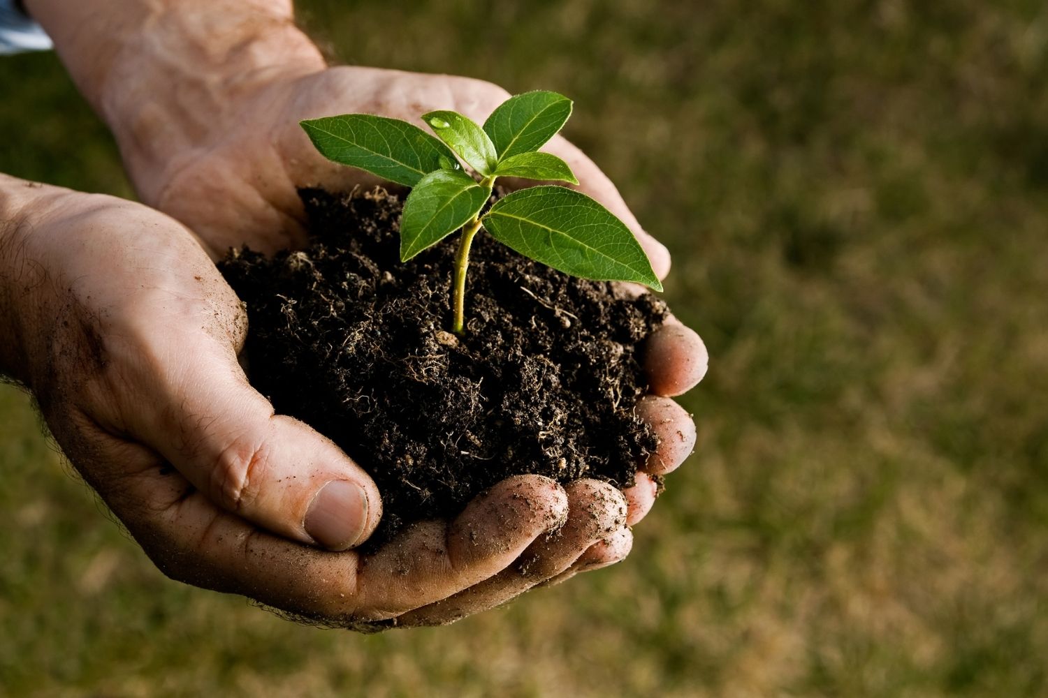 Cost To Plant A Tree