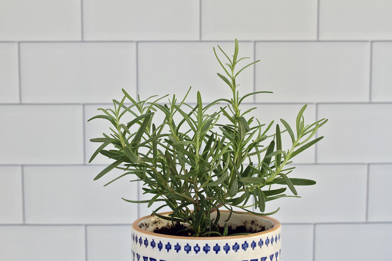 How To Propagate Rosemary Place Into Pots