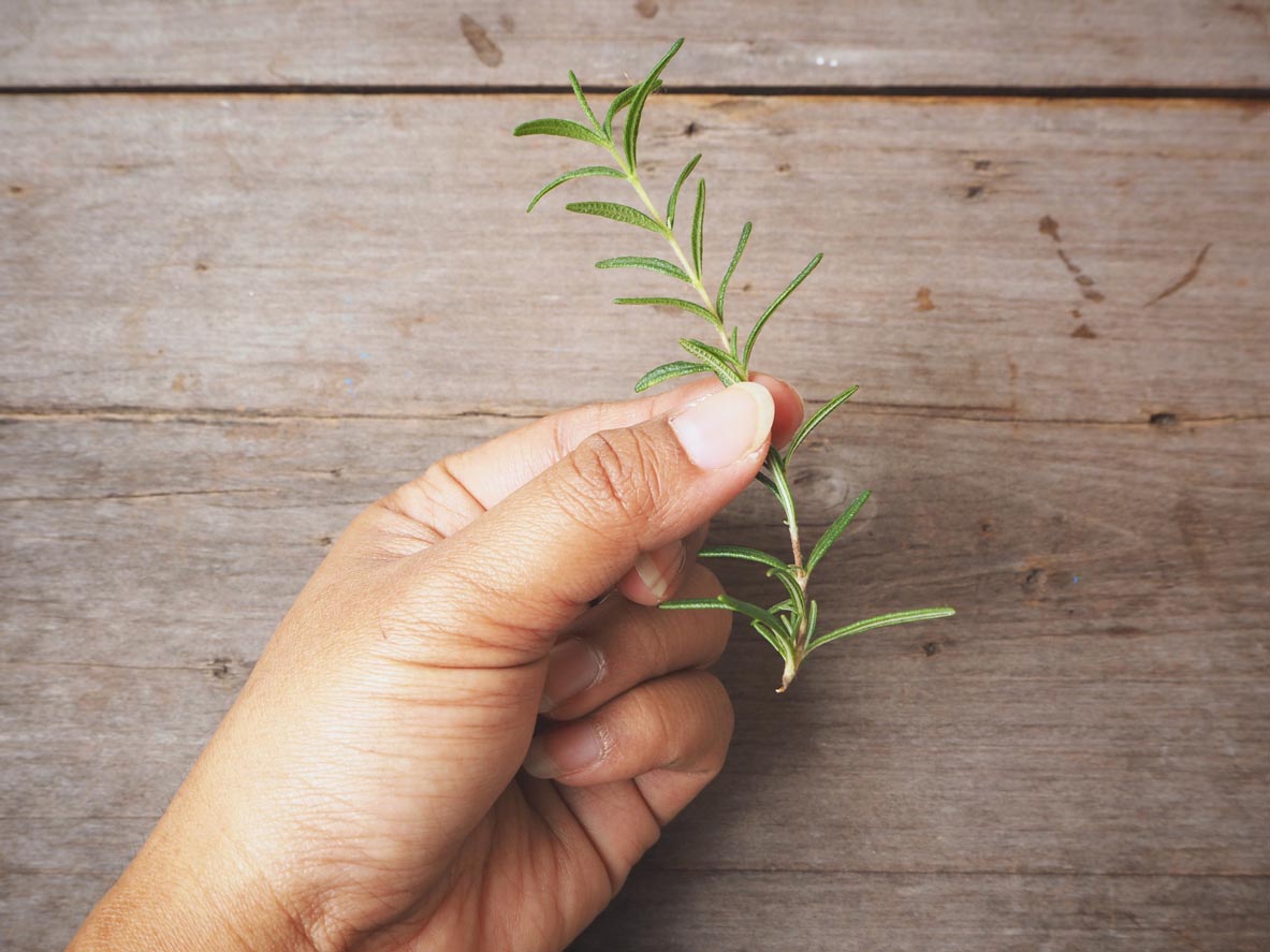 How To Propagate Rosemary Remove Lower Leaves
