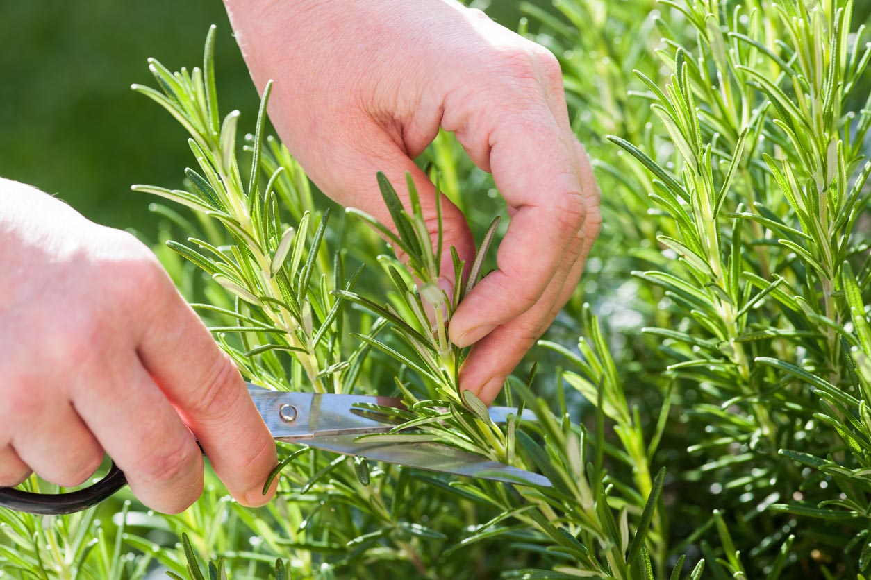 How To Propagate Rosemary Select Stems