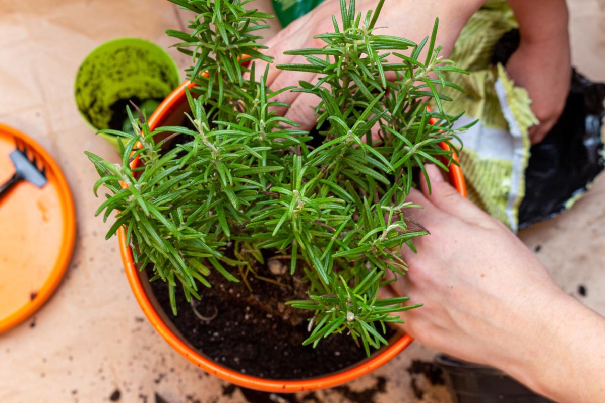 How To Propagate Rosemary