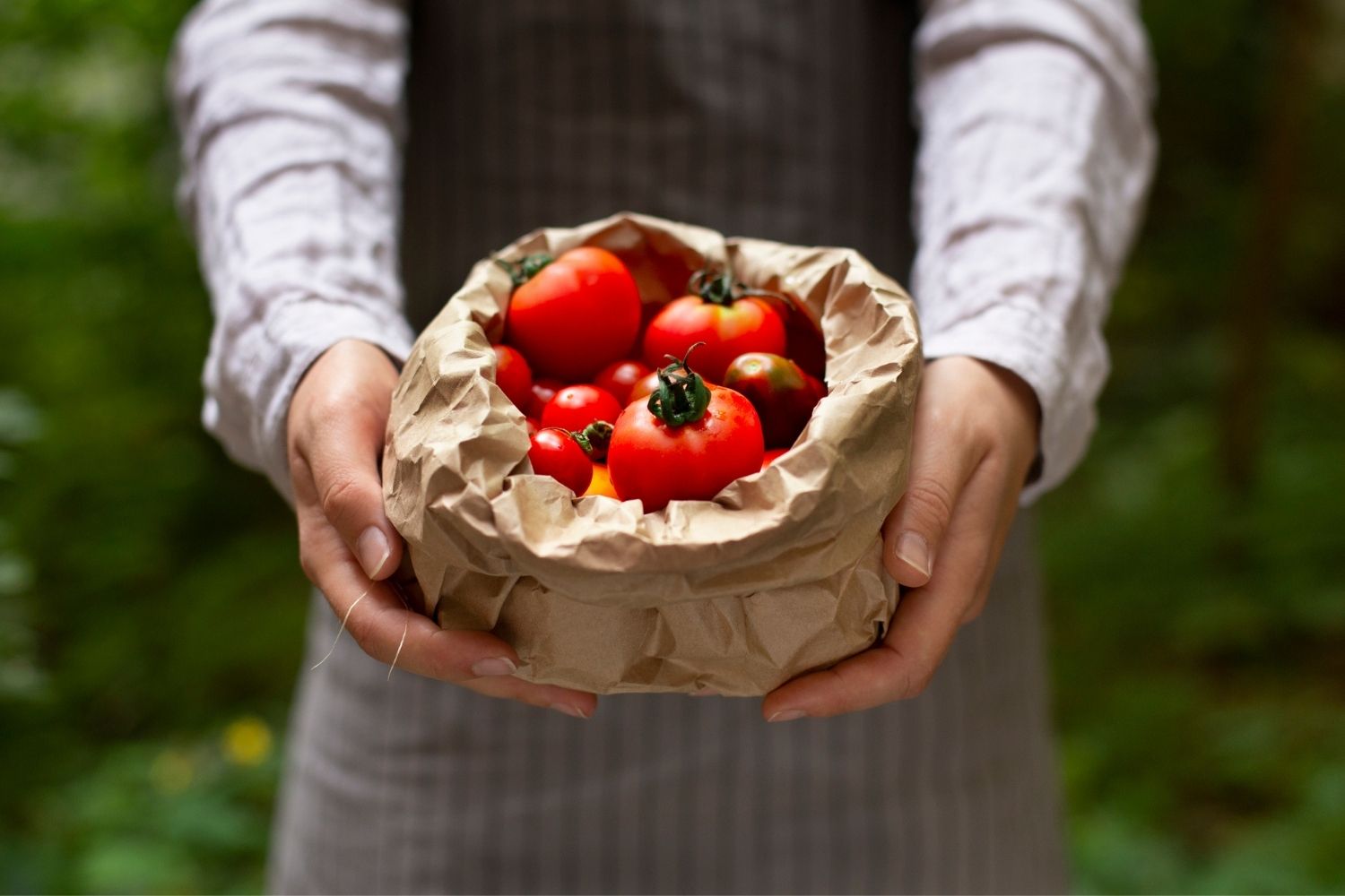 How to Store Tomatoes