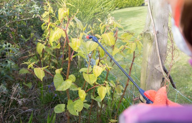 How To Remove Japanese Knotweed From Your Garden, Or When To Call For ...